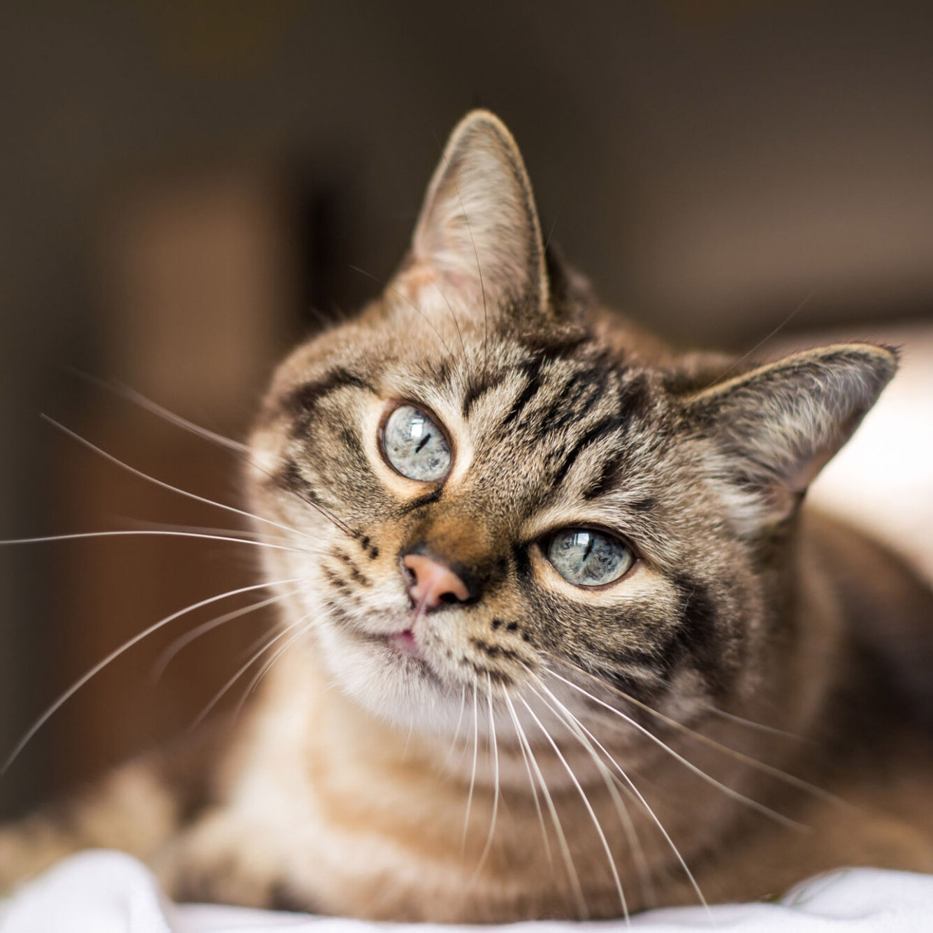 Katze schaut in Kamera